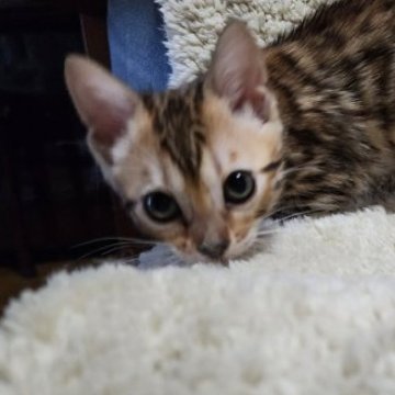 ベンガル【栃木県・女の子・2023年4月30日・ブラウンスポッテッドタビー】の写真「かわいいお顔の5兄妹　女の子1🎵」