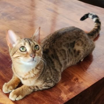 ベンガル【栃木県・女の子・2022年10月18日・ブラウンスポッテッドタビー(ロゼット)】の写真「美人な猫ちゃんです🎵」