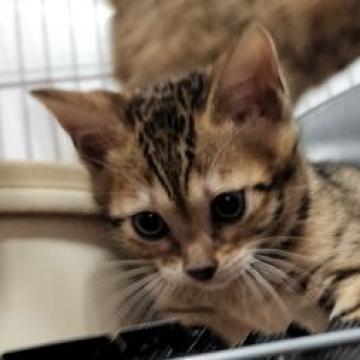 ベンガル【栃木県・男の子・2022年10月18日・ブラウンスポッテッドタビー(ロゼット)】の写真「かわいい男の子🎵」