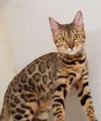 ベンガル【・女の子・2017年9月27日・ブラックスポッテドタビー】