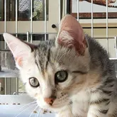 ベンガル【栃木県・男の子・2022年4月8日・シルバースポッテッドタビー(ロゼット)】の写真1