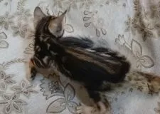 ベンガル【栃木県・男の子・2016年7月12日・ブラウンマーブルタビー】の写真2