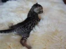 ベンガル【栃木県・女の子・2016年2月15日・ブラウンスポッテドタビー】の写真2