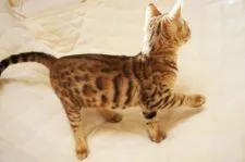 ベンガル【栃木県・女の子・2016年8月31日・ブラウンスポテッドタビー】の写真2