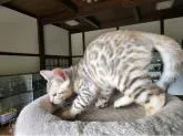 ベンガル【栃木県・男の子・2022年4月8日・シルバースポッテッドタビー(ロゼット)】の写真4