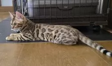 ベンガル【栃木県・女の子・2025年5月18日・ブラウンスポッテッドタビー ロゼット】の写真4