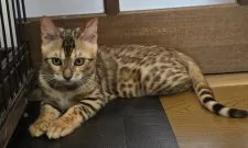 ベンガル【栃木県・女の子・2025年5月18日・ブラウンスポッテッドタビー ロゼット】の写真8