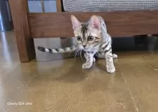 ベンガル【栃木県・女の子・2025年5月18日・ブラウンスポッテッドタビー ロゼット】の写真5