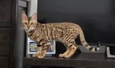 ベンガル【栃木県・女の子・2025年5月18日・ブラウンスポッテッドタビー ロゼット】の写真2