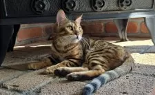 ベンガル【栃木県・女の子・2025年5月18日・ブラウンスポッテッドタビー ロゼット】の写真4