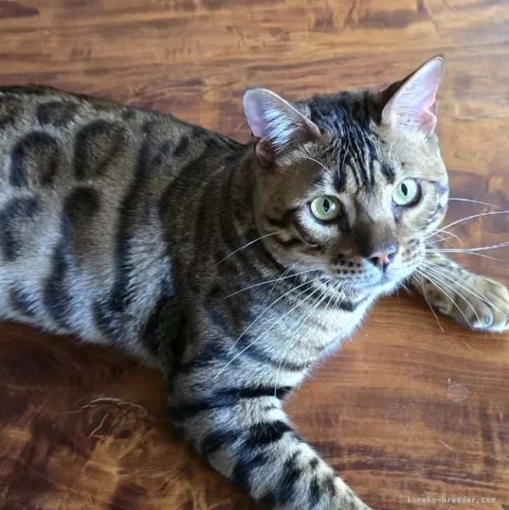 りこう 様のお迎えした子猫