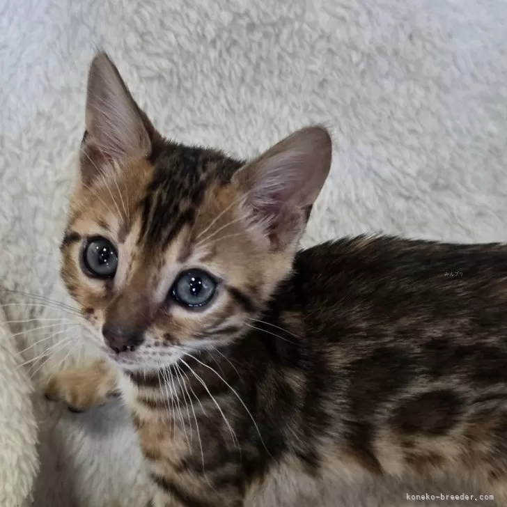 ID：2504-01350の子猫