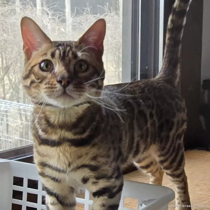 ID：2409-00588の子猫