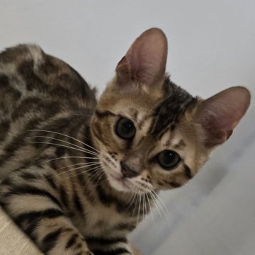 ベンガル【栃木県・女の子・2025年5月18日・ブラウンスポッテッドタビー ロゼット】の写真「オメメが大きな女の子🎵」