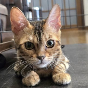 ベンガル【栃木県・女の子・2025年5月18日・ブラウンスポッテッドタビー ロゼット】の写真「オメメが大きな女の子🎵」