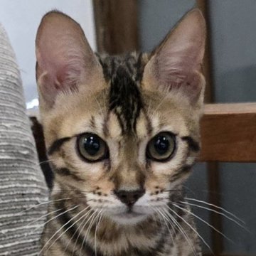 ベンガル【栃木県・女の子・2025年5月18日・ブラウンスポッテッドタビー ロゼット】の写真「元気イッパイな女の子🎵」