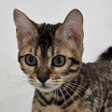 ベンガル【栃木県・女の子・2025年5月18日・ブラウンスポッテッドタビー ロゼット】の写真「オモチャ大好きな女の子🎵」