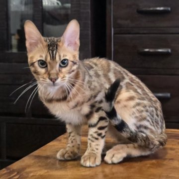 ベンガル【栃木県・男の子・2025年5月18日・ブラウンスポッテッドタビー ロゼット】の写真「好奇心旺盛な男の子🎵お顔も丸くなってきました」