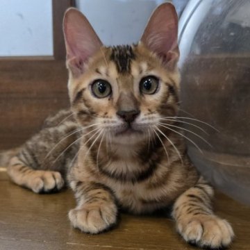 ベンガル【栃木県・男の子・2025年5月18日・ブラウンスポッテッドタビー ロゼット】の写真「好奇心旺盛な男の子🎵」