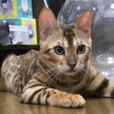 ベンガル