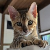 ベンガル