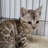 ベンガル