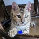 ベンガル