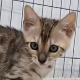 ベンガル