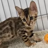 ベンガル