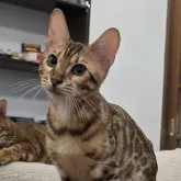 ベンガル