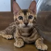 ベンガル