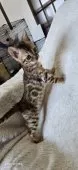 ベンガル【栃木県・女の子・2025年2月14日・ブラウンスポッテドタビー(ロゼット)】の写真4