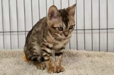 ベンガル【栃木県・女の子・2025年5月18日・ブラウンスポッテッドタビー ロゼット】の写真14