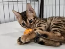 ベンガル【栃木県・男の子・2025年2月14日・ブラウンスポッテドタビー(ロゼット)】の写真3