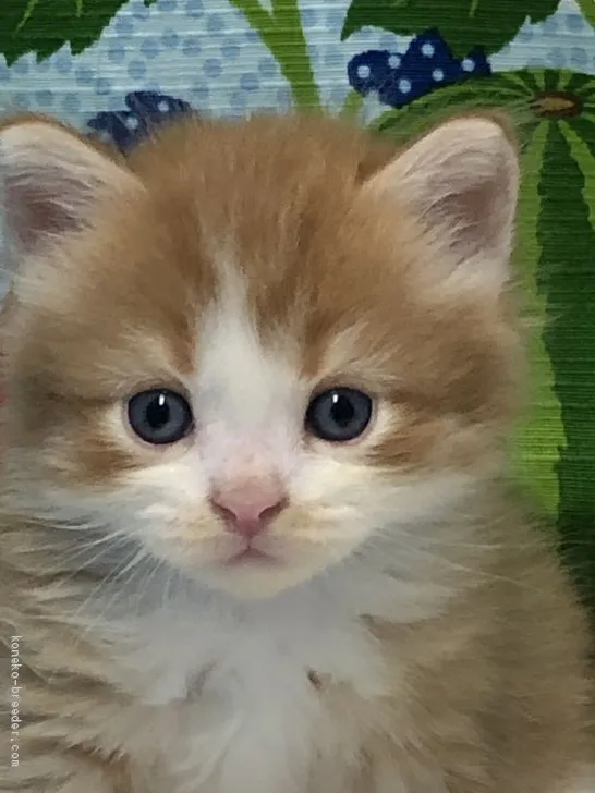 ふうた母 様のお迎えした子猫