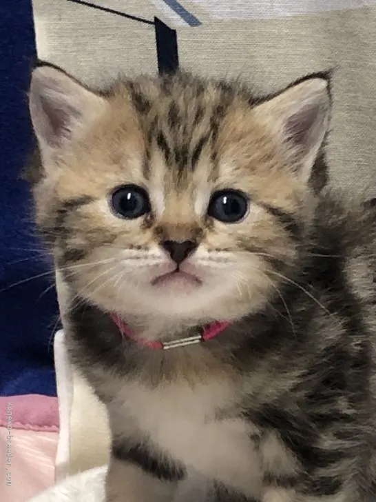 ID:2005-02358の子猫