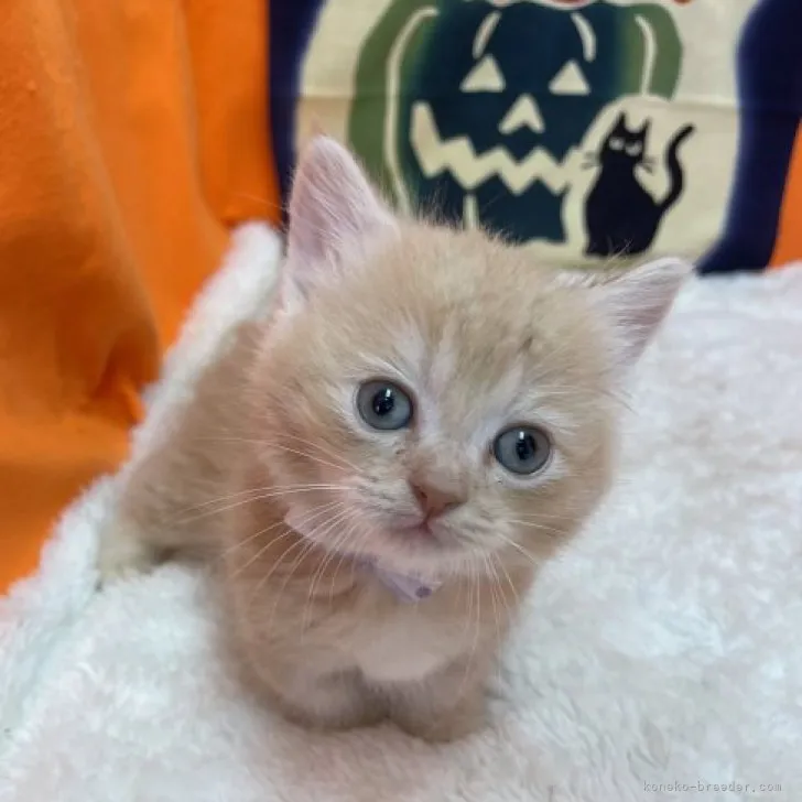 ID：2310-02024の子猫