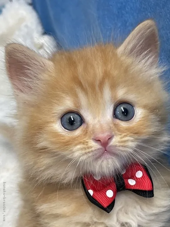 ID:2106-00702の子猫