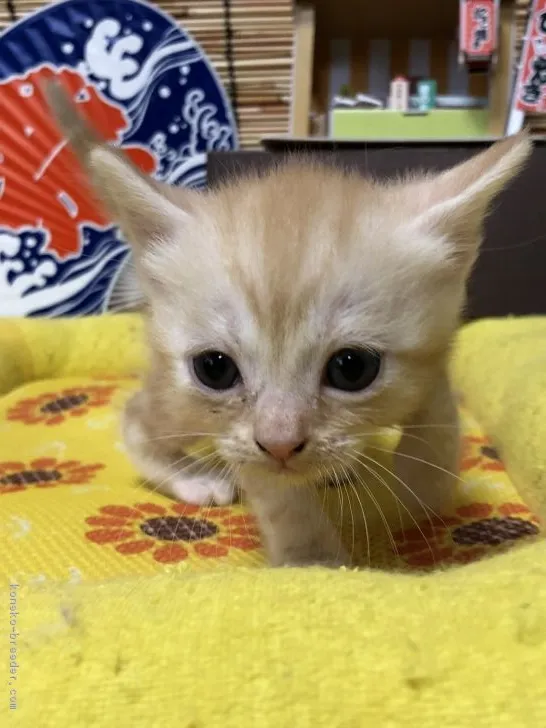 ID:1808-00656の子猫