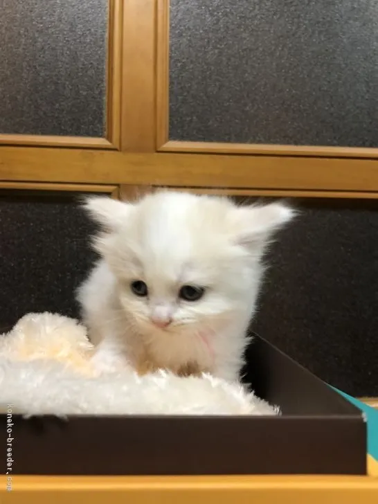 ID：1803-01464の子猫