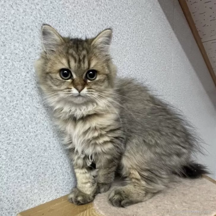 ID:2410-00144の子猫