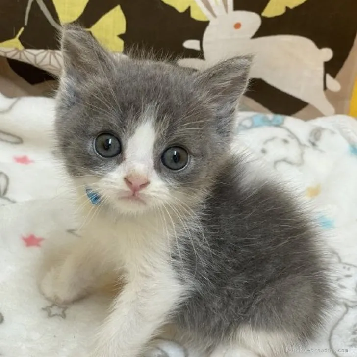 コハゲちゃん 様のお迎えした子猫