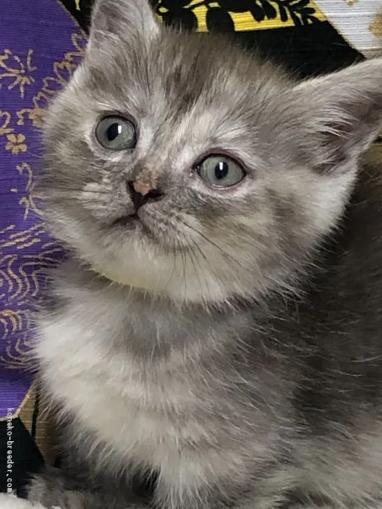 ID:2008-02004の子猫