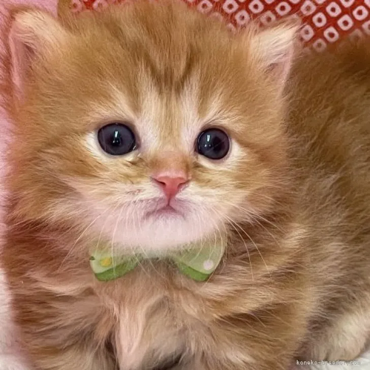 ゆきち 様のお迎えした子猫