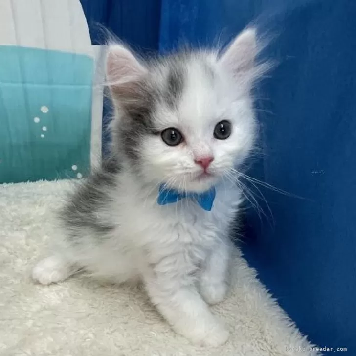 ID:2407-02602の子猫