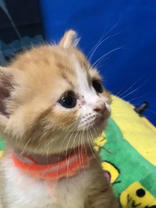 ID:1809-00288の子猫