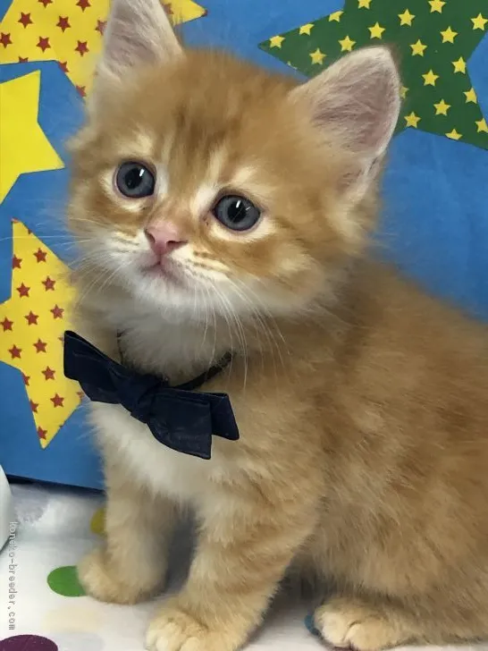ID:1907-00371の子猫