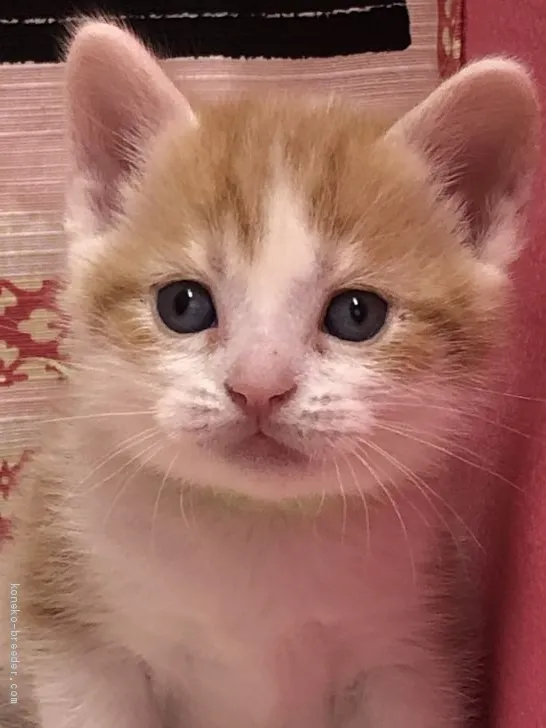 ID:2003-00490の子猫