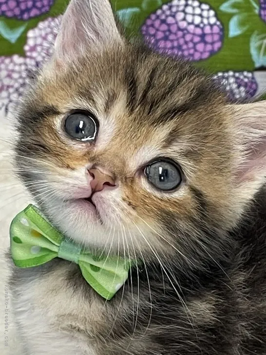 M.T 様のお迎えした子猫
