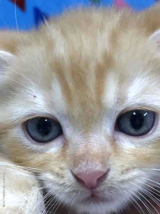ID：1907-00372の子猫